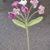 Forget-Me-Not Stalk - Image 4