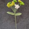 Forget-Me-Not Stalk - Image 2